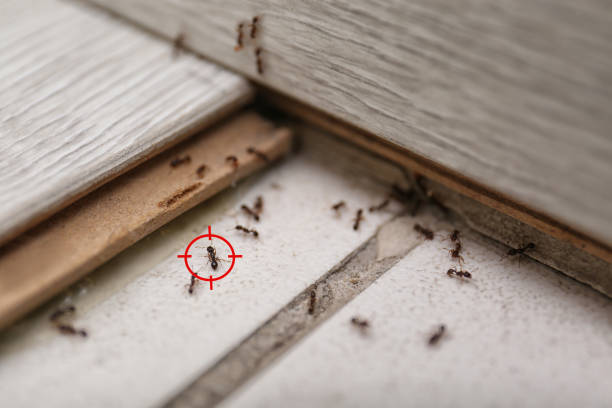 Best Pest Removal Services  in Hotchkiss, CO
