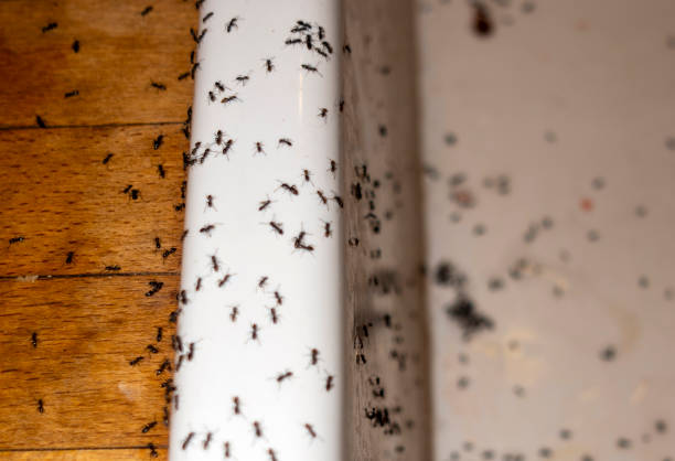 Best Local Pest Control Services  in Hotchkiss, CO