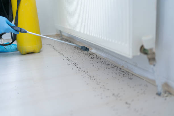 Best Termite Control Services  in Hotchkiss, CO