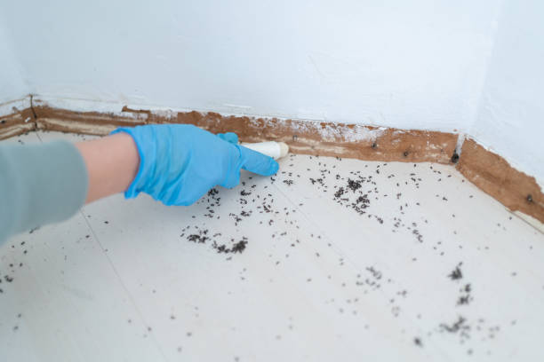 Best Wasp Removal Services  in Hotchkiss, CO